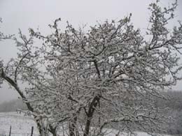 foto neve del 9 Dicembre 2003